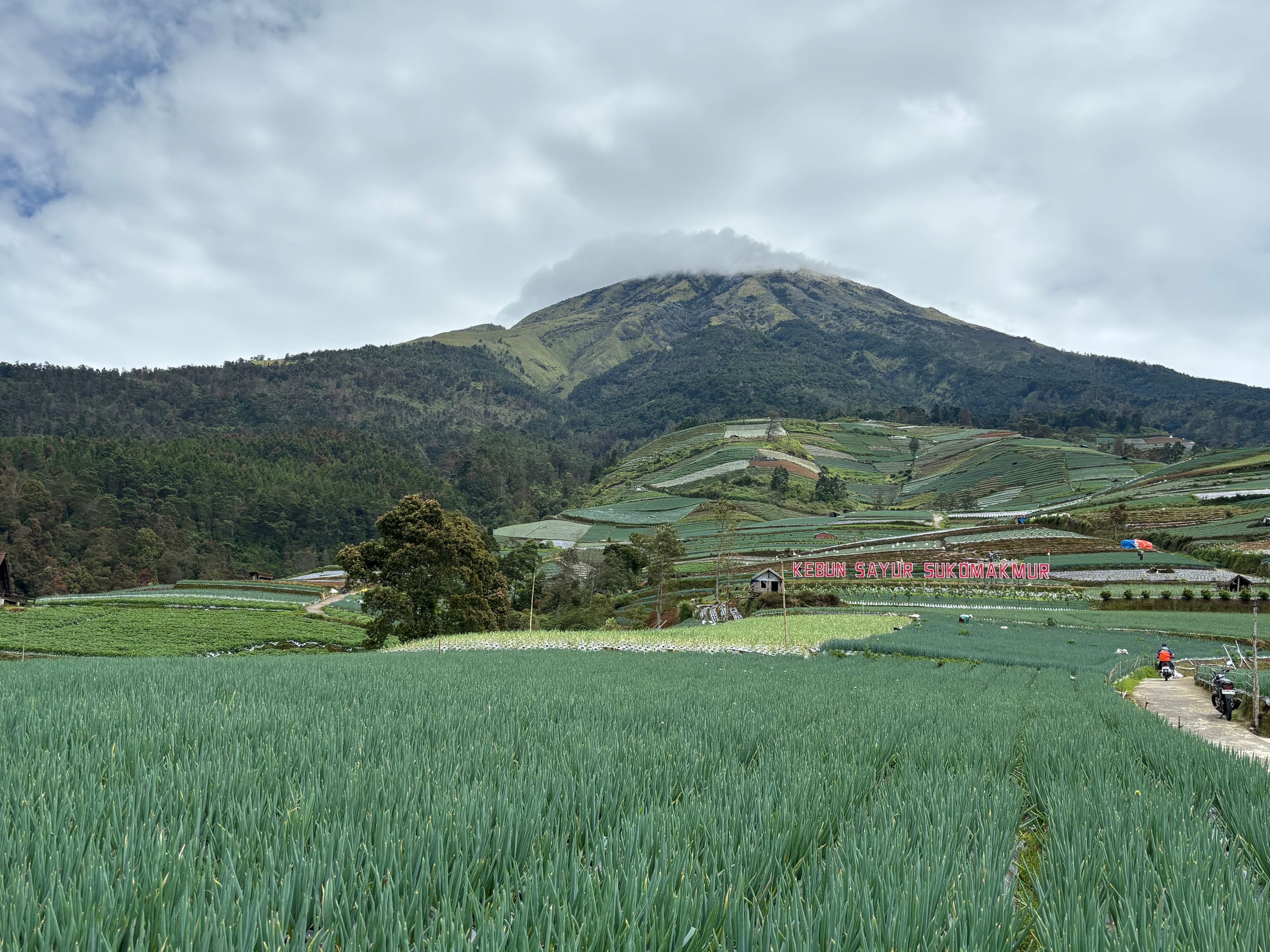 Vegetable fields at Kebun Sayur Sukomakmur beneath a cloud-capped mountain